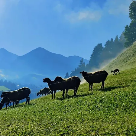 아파트 Oberstaudach 키츠부헬