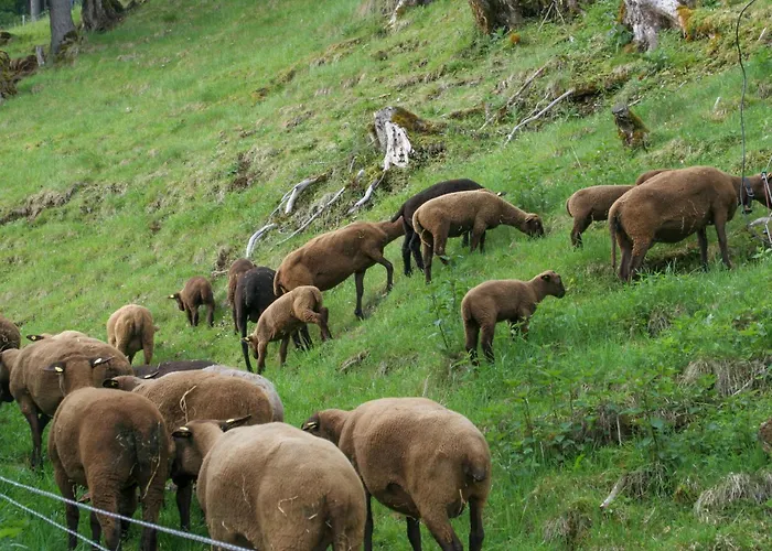 Oberstaudach Daire Kitzbühel